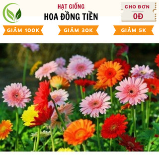 Hạt giống hoa đồng tiền mix - chất lượng cao, dễ trồng, nở rực rỡ