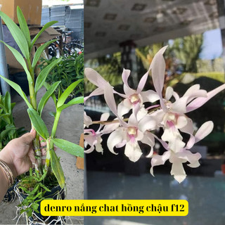 Denro nắng chat hồng chậu f12 dể trồng dể chăm sóc