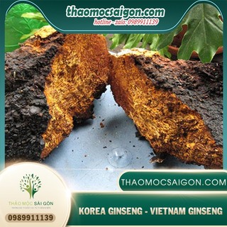 Nấm Chaga Siberia (túi 1kg) - Nhập khẩu chính ngạch có giấy tờ hải quan