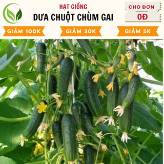 Hạt giống dưa chuột chùm - dưa leo chùm - chất lượng cao, dễ trồng, năng suất tốt