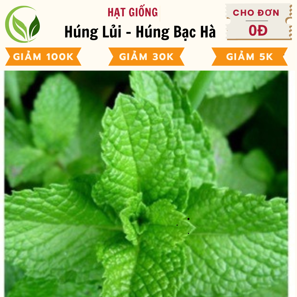 Hạt giống Húng Lủi - Húng Bạc Hà (Bạc Hà Âu)