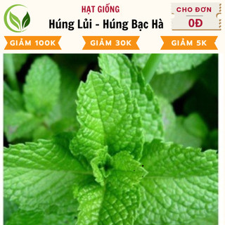 Hạt giống húng lủi - húng bạc hà