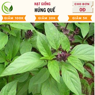 Hạt Giống Húng Quế - Chất Lượng Cao, Dễ Trồng, Năng Suất Tốt