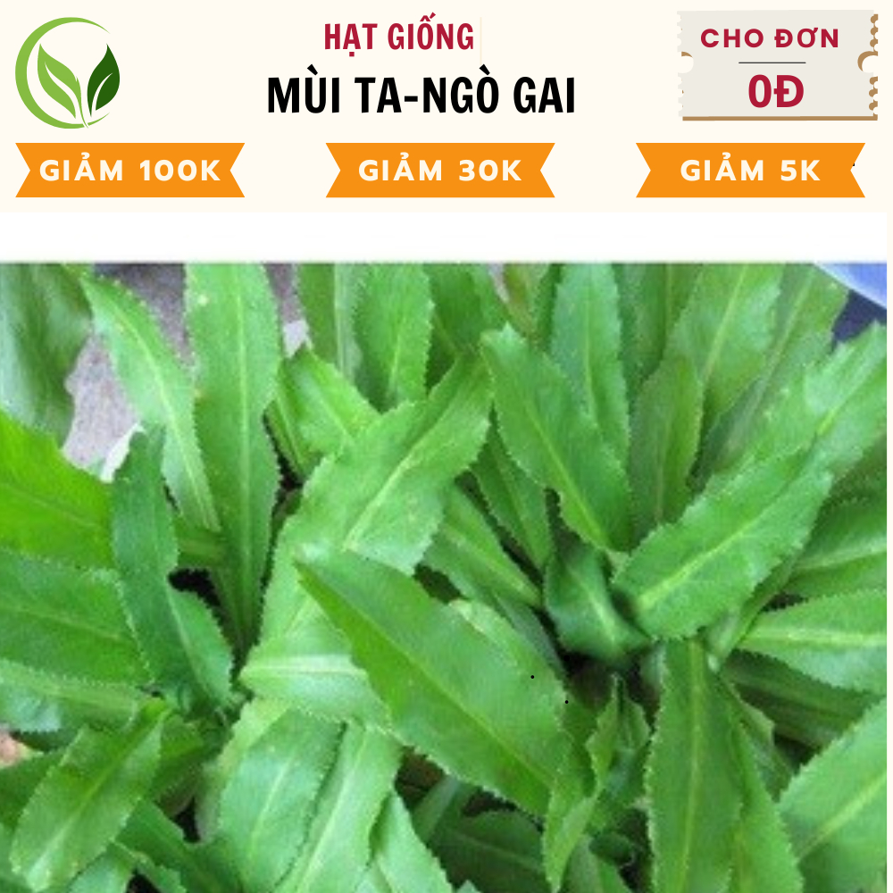 Hạt Giống Mùi Tàu - Ngò Gai - Chất Lượng Cao, Dễ Trồng, Năng Suất Tốt