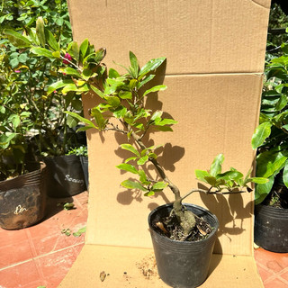 Mai Cúc Thọ Hương - 36 cánh, bonsai gốc ghép đẹp, siêng hoa