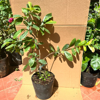 Cây bạch mai Miến Điện - bonsai gốc đẹp, siêu hoa