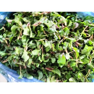 xà lách son nhật 500g