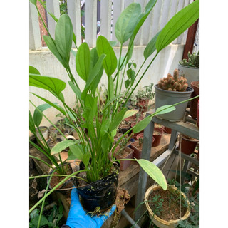 Cây hoa bách thủy tiên - lan nước
