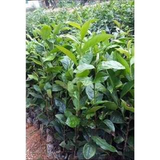 Com bo 10 cây giống chè xanh tân cương thái nguyên