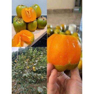 Cây hồng da tre - cây giống chuẩn f1