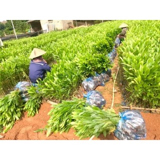 Com bo 10 cây keo tai tượng giống