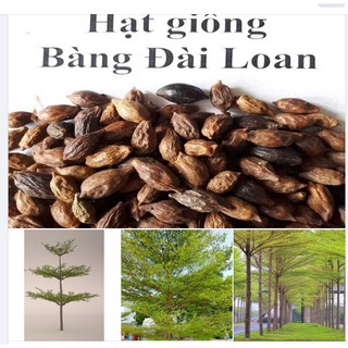 Hạt giống cây giống bàng đài loan - Gói 10 Hạt