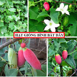 Hạt giống bình bát dây - gói 20 hạt