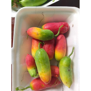 Hạt giống bình bát dây - gói 20 hạt