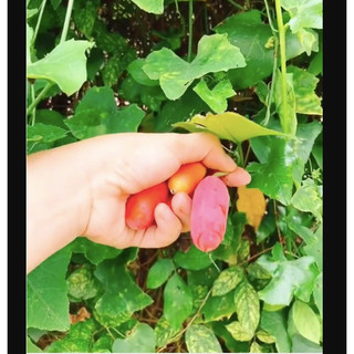 Hạt giống bình bát dây - gói 20 hạt