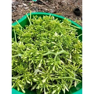 Hạt giống cây đu đủ đực - gói 20 hạt