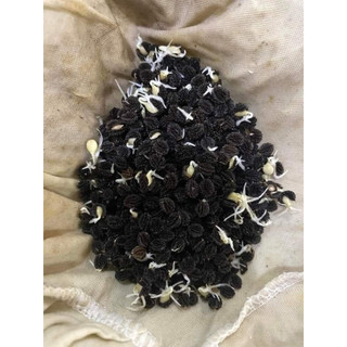 Hạt giống cây đu đủ đực - gói 20 hạt
