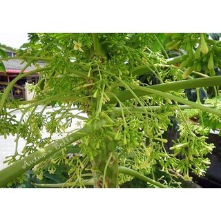 Hạt giống cây đu đủ đực - gói 20 hạt