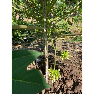 Hạt giống cây đu đủ đực - gói 20 hạt