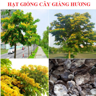 Hạt giống cây giáng hương - gói 5 hạt