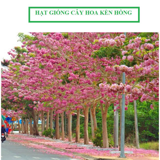 Hạt giống cây hoa kèn hồng - gói 10 hạt