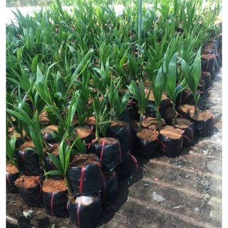 Dừa xiêm lùn  chuẩn giống 30k