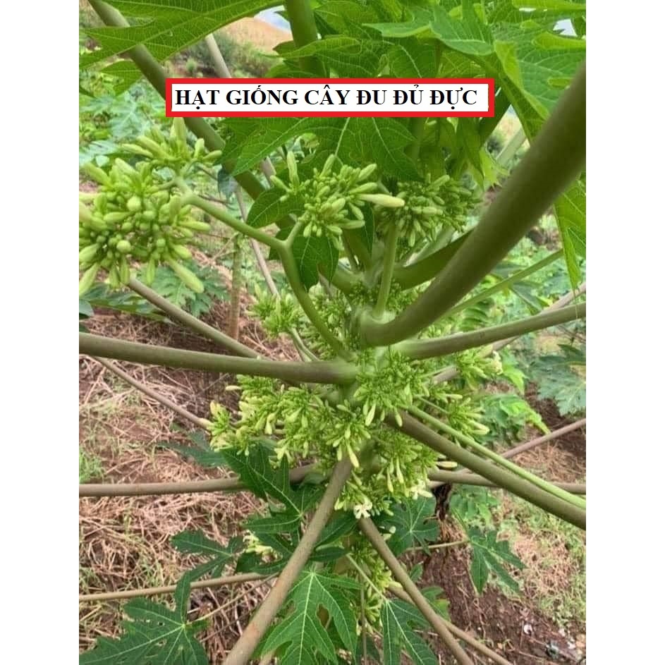 Hạt giống cây đu đủ đực ( đu đủ đực ) - gói 20 hạt