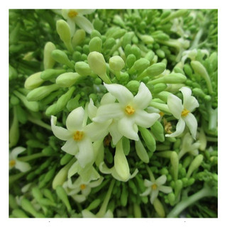 Hạt giống cây đu đủ đực ( đu đủ đực ) - gói 20 hạt
