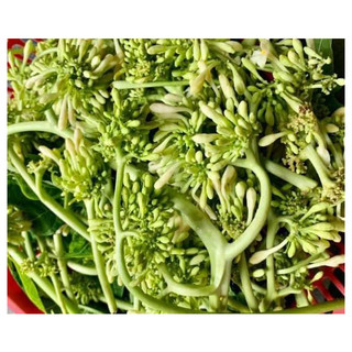 Hạt giống cây đu đủ đực ( đu đủ đực ) - gói 20 hạt
