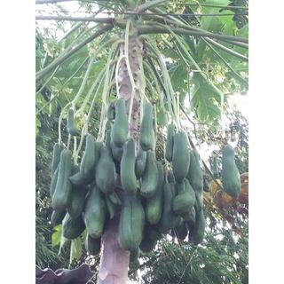 Hạt giống cây đu đủ đực ( đu đủ đực ) - gói 20 hạt