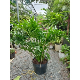 Cây trầu bà thanh xuân size 1m (chỉ giao hoả tốc HCM)