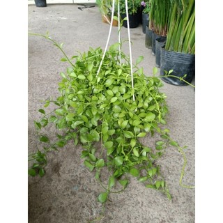 Lan hạt dưa xanh chậu treo