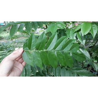 Hạt giống cây Sưa Đỏ (Huỳnh Đàn, Trắc Thối, Huê ) Gói 20 hạt
