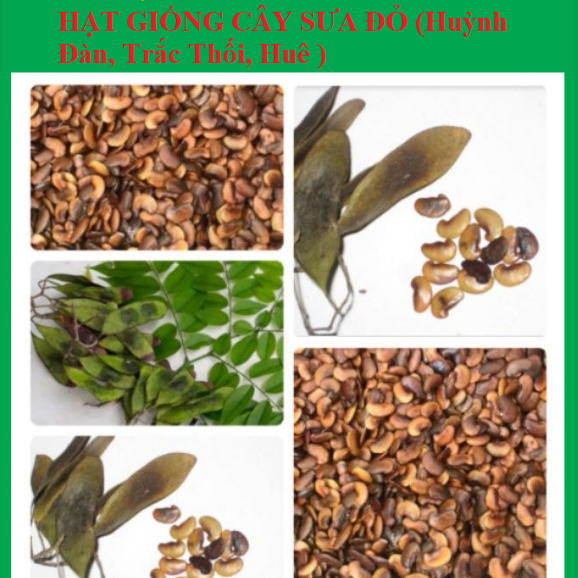 Hạt giống cây Sưa Đỏ (Huỳnh Đàn, Trắc Thối, Huê ) Gói 20 hạt