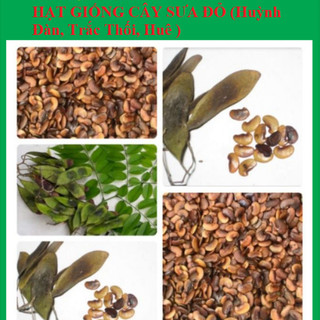 Hạt giống cây sưa đỏ gói 20 hạt