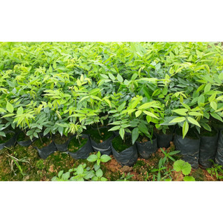 Hạt giống cây Sưa Đỏ (Huỳnh Đàn, Trắc Thối, Huê ) Gói 20 hạt