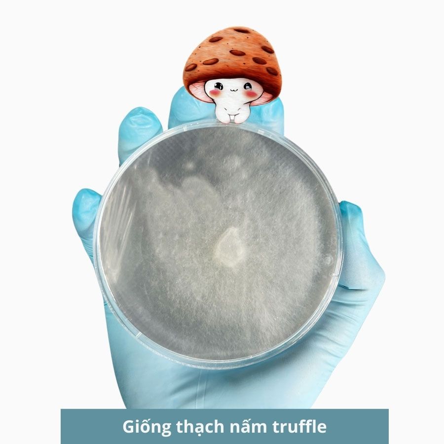 Giống thạch nấm truffle, giống cấp 1 nấm cục 30gr, hàng có sẵn - 3C Farm