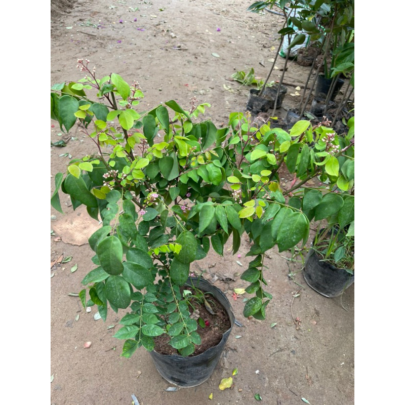 CÂY KHẾ NGỌT ( cây choai ) đã bật hoả tốc