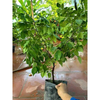 CÂY KHẾ NGỌT ( cây choai ) đã bật hoả tốc