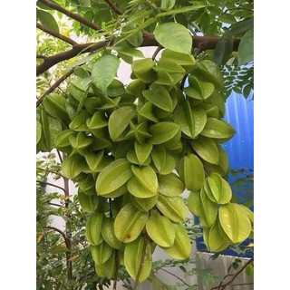 CÂY KHẾ NGỌT ( cây choai ) đã bật hoả tốc