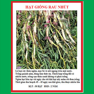 Hạt giống rau nhút rau rút dút - gói 50 hạt