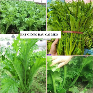 Hạt giống rau cải mèo - 1 túi 20gram