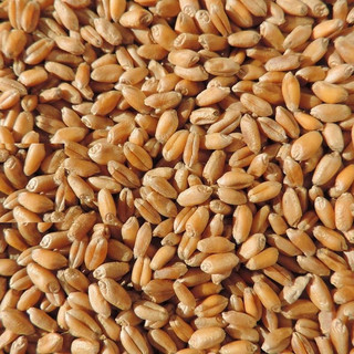 Hạt giống mầm lúa mì - mầm lúa mạch - gói 100gram