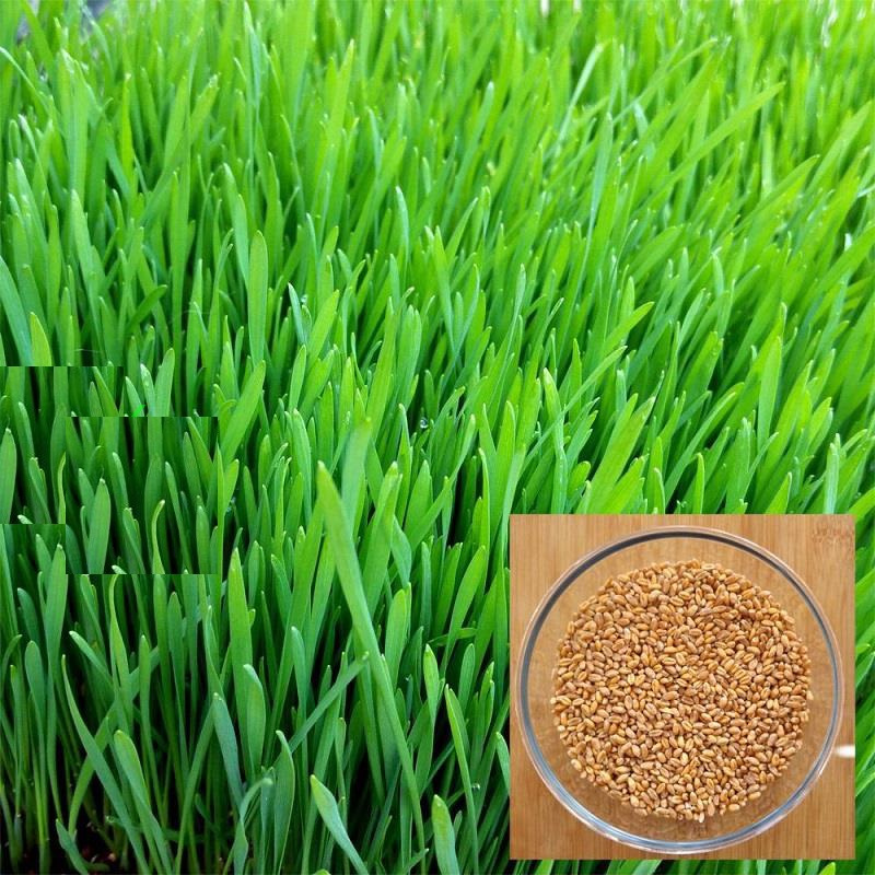 Hạt giống mầm lúa mì - mầm lúa mạch - gói 100gram
