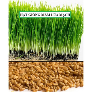 Hạt giống mầm lúa mì - mầm lúa mạch - gói 100gram