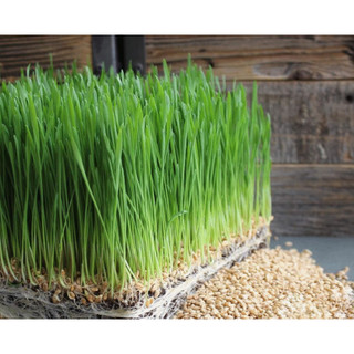 Hạt giống mầm lúa mì - mầm lúa mạch - gói 100gram