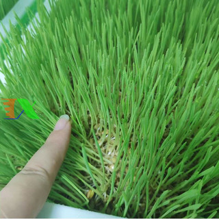 Hạt giống mầm lúa mì - mầm lúa mạch - gói 100gram