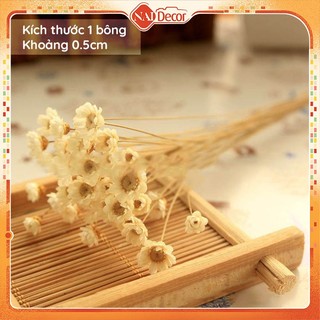 Hoa cúc Brazil Mini Nai Decor dùng trang trí chụp ảnh