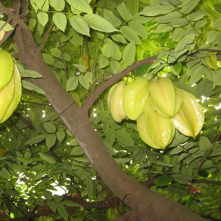 Hạt giống cây khế ngọt -  gói 5 hạt