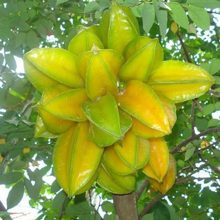 Hạt giống cây khế ngọt - gói 5 hạt